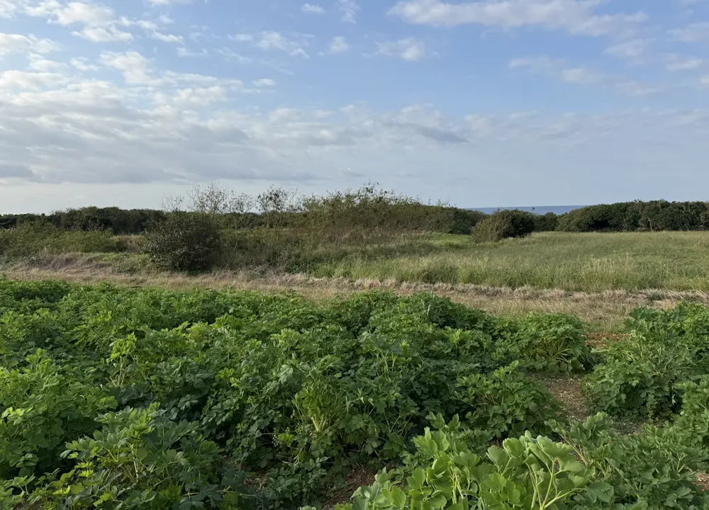 海と畑のパノラマ