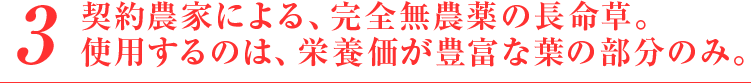 契約農家による、完全無農薬の長命草。使用するのは、栄養価が豊富な葉の部分のみ。